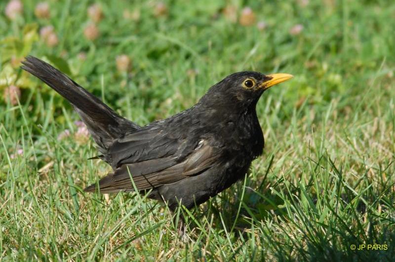 Turdus merula